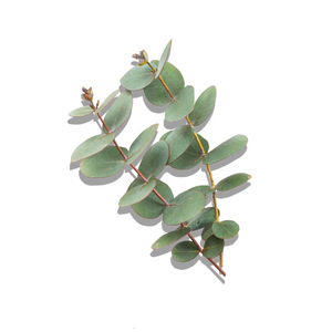 Miniaturansicht der Eukalyptusöl-Zutat