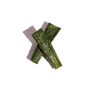 Aloe vera